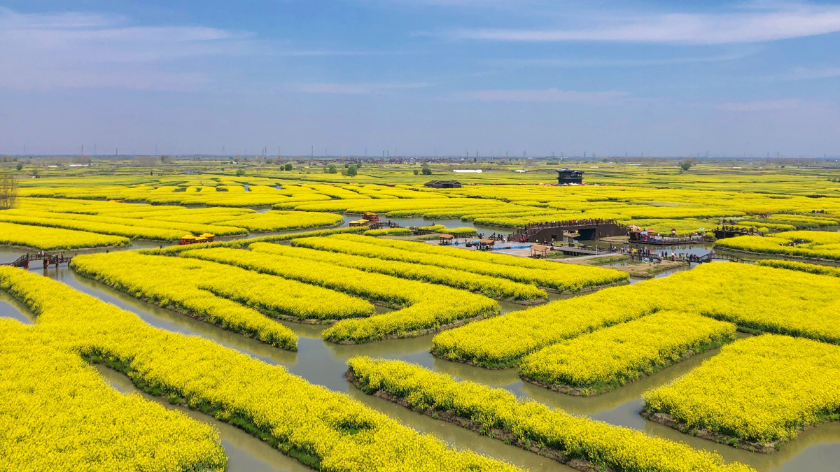 不负春光不负卿年年岁岁油菜花这一站兴化千垛油菜花
