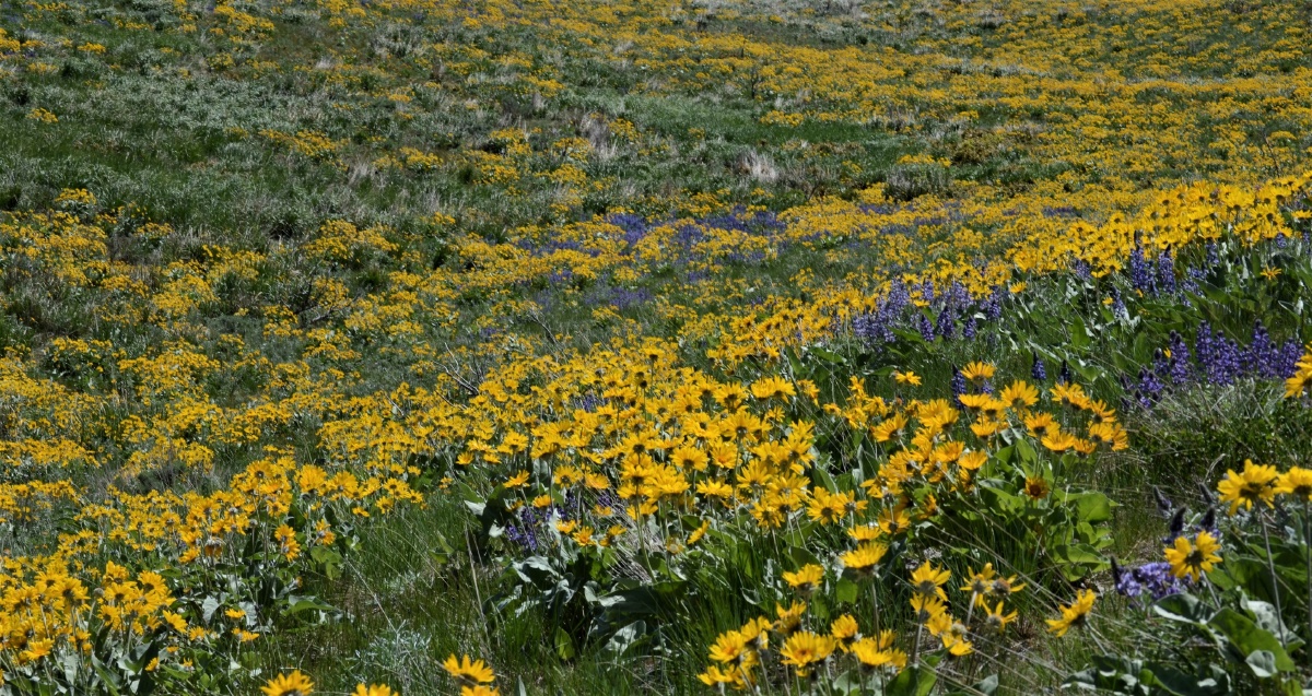 韦纳奇国家森林春天漫山遍野开满了野花