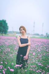 薰衣草预告