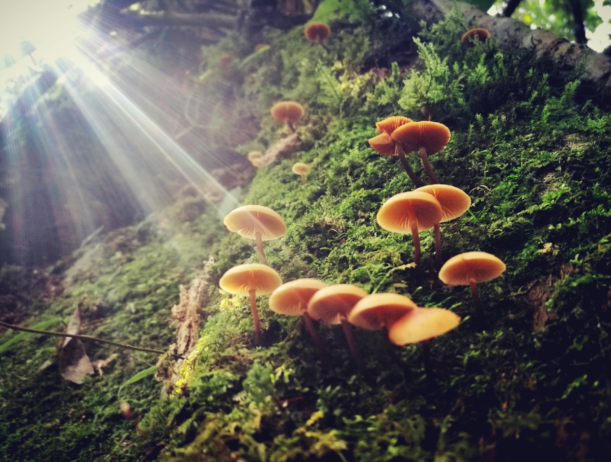 树林里的小蘑菇