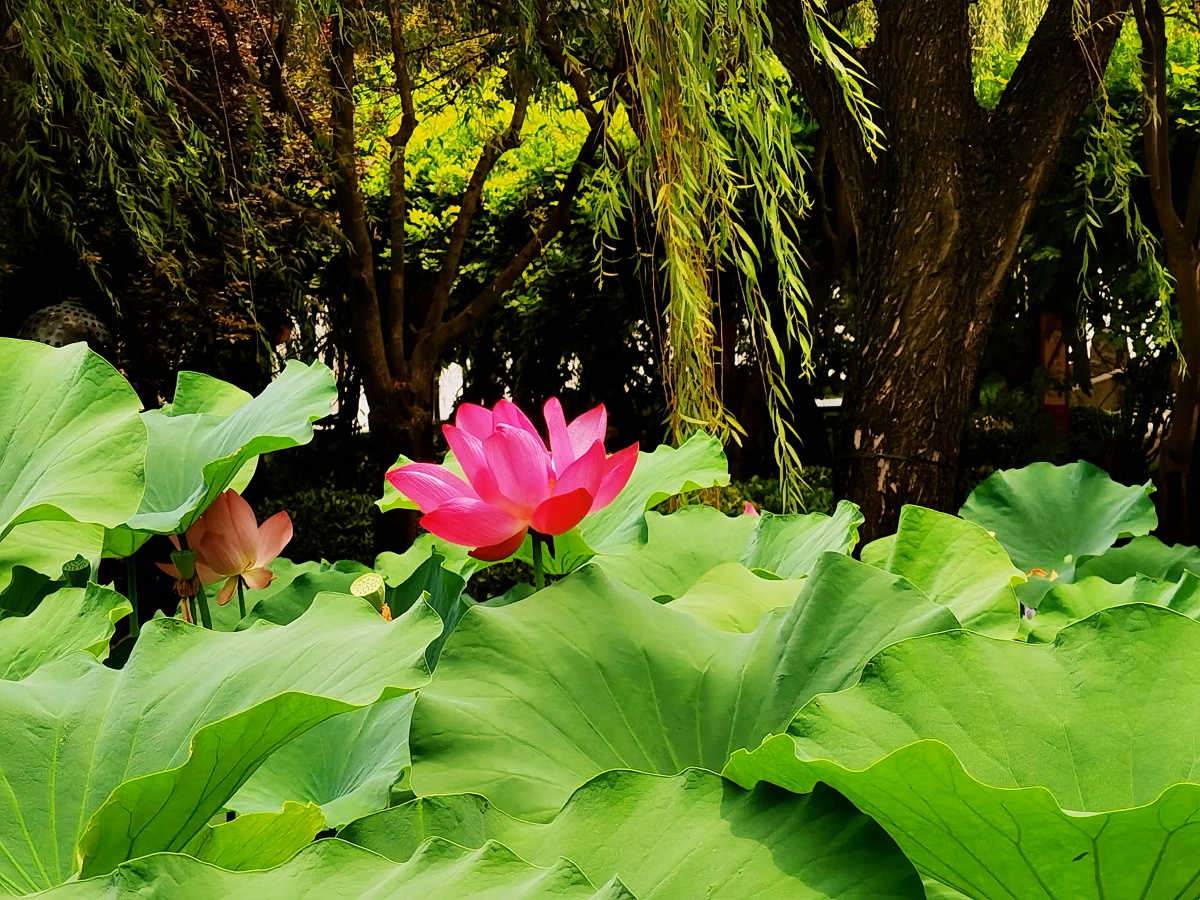 西安大唐芙蓉园荷花