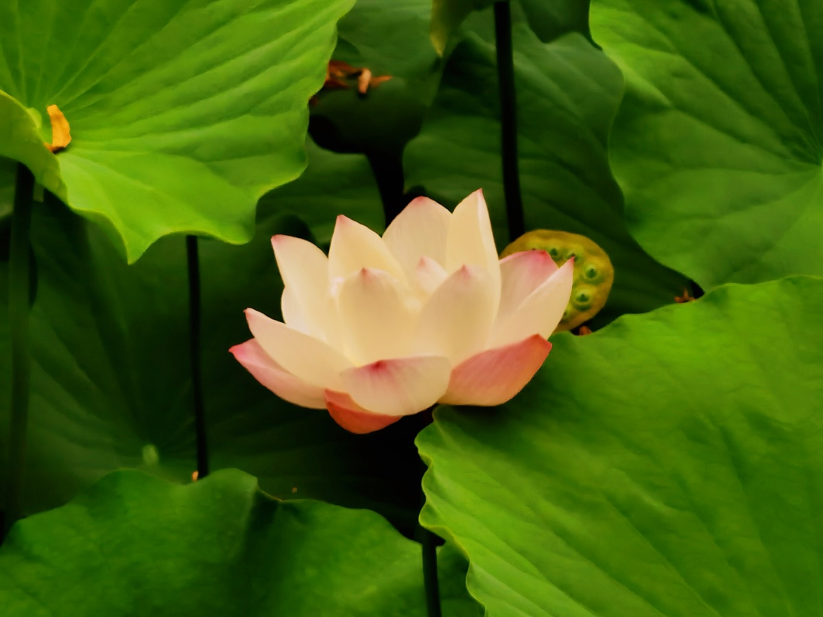 西安大唐芙蓉园荷花