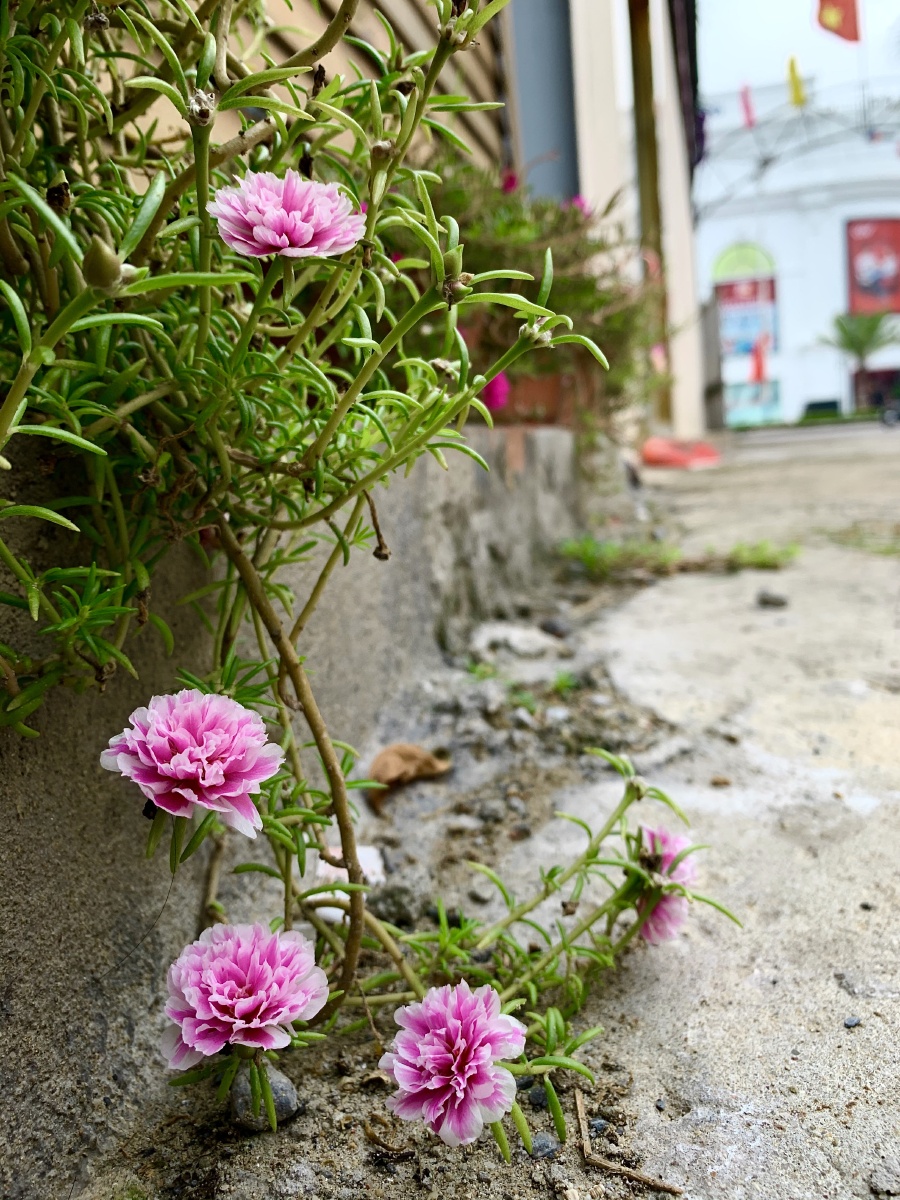 大花马齿苋,听说此花都是白天十点左右开花呢!花虽渺小但也靓丽色彩.
