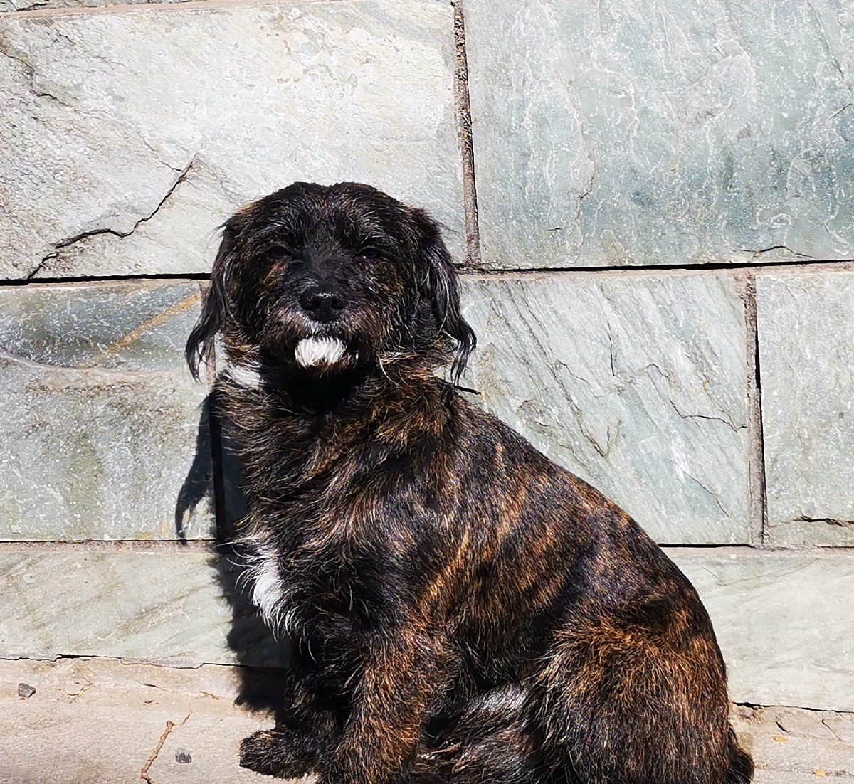 偶然发现一只长着白胡子的狗