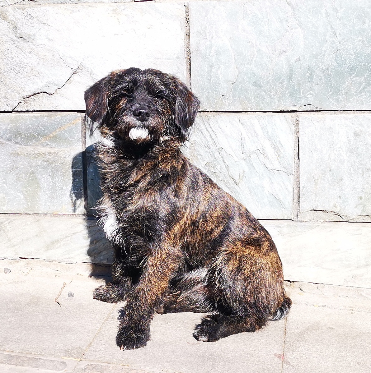 偶然发现一只长着白胡子的狗