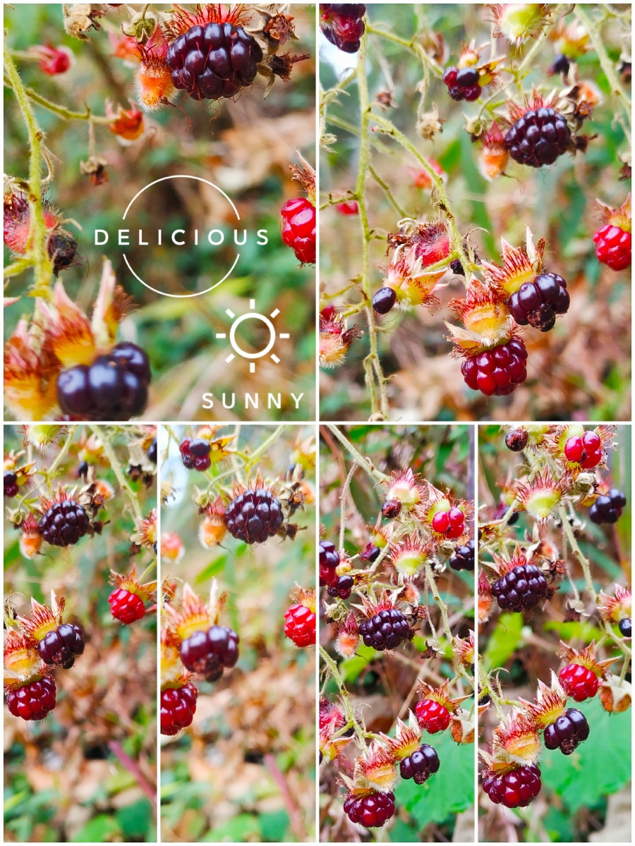 野生树莓果 - 淦文摄影 - 图虫