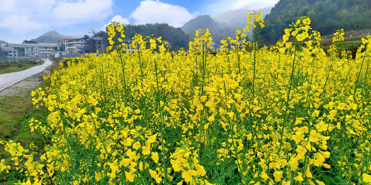 家乡的油菜花
