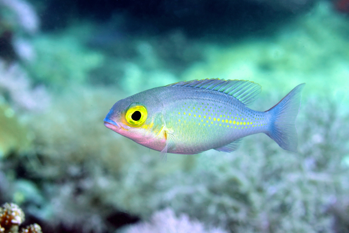 雀鲷damselfish