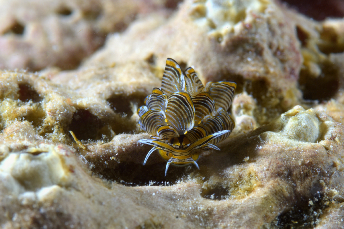 虎斑蝶海蛞蝓,现在只有菲律宾的romboln能见到 - 水
