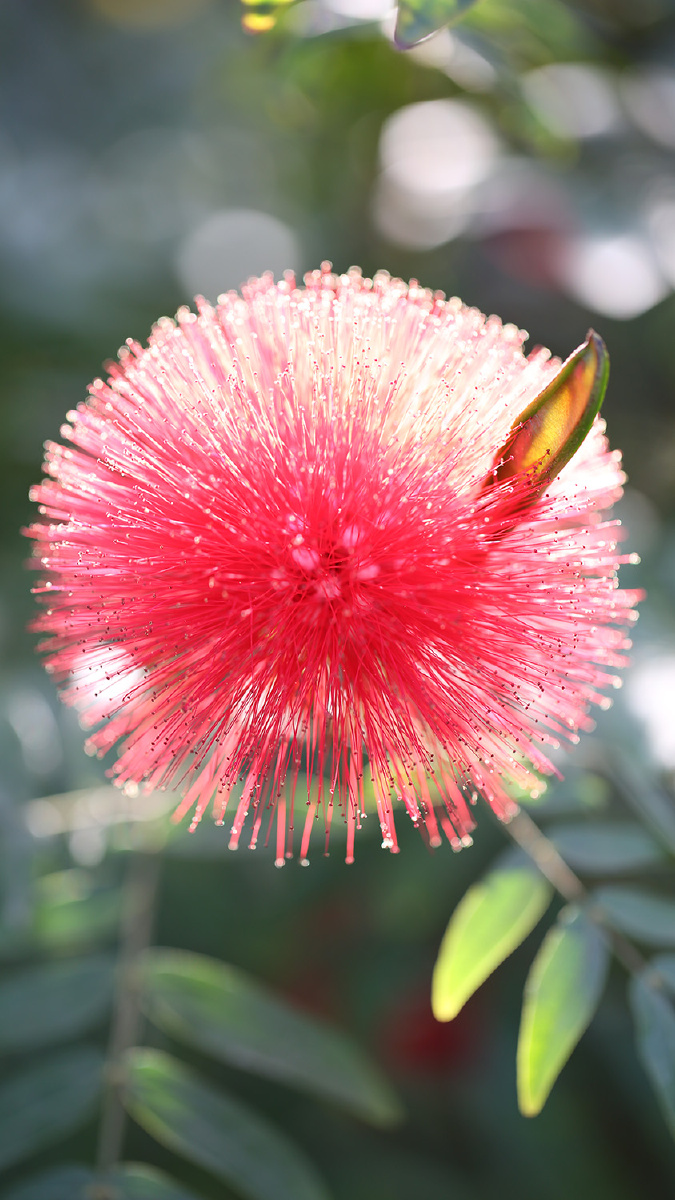 红毛丹微焦镜头的魅力