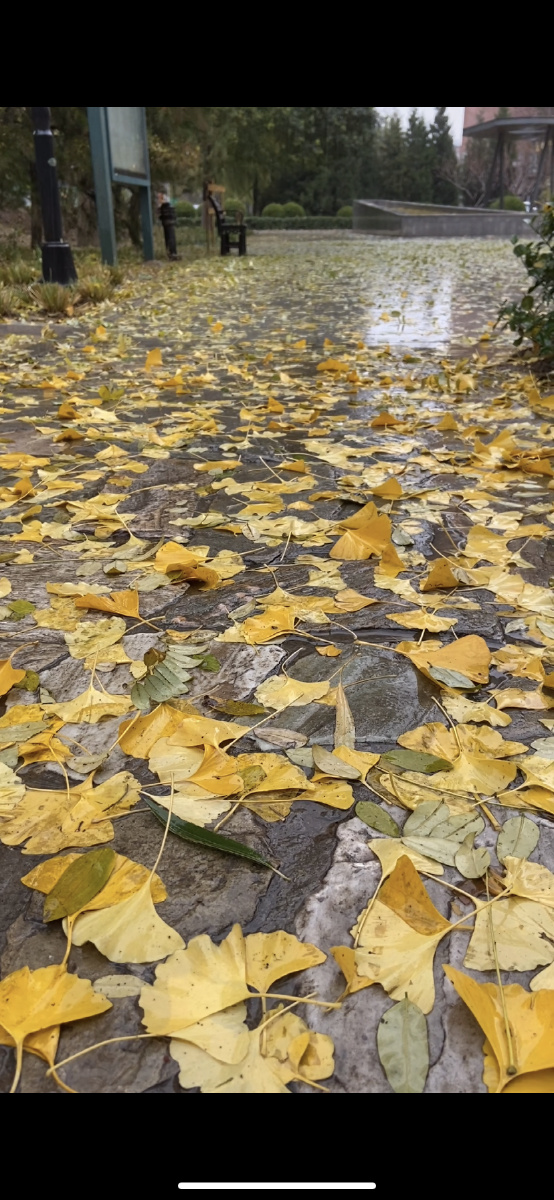 秋雨绵绵秋意浓,落叶无声,秋雨有情!