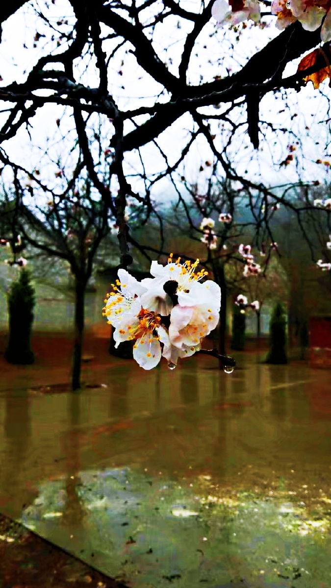 一汀烟雨杏花寒