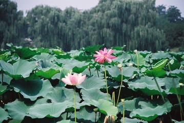 两朵