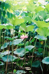 绿茵遮蔽