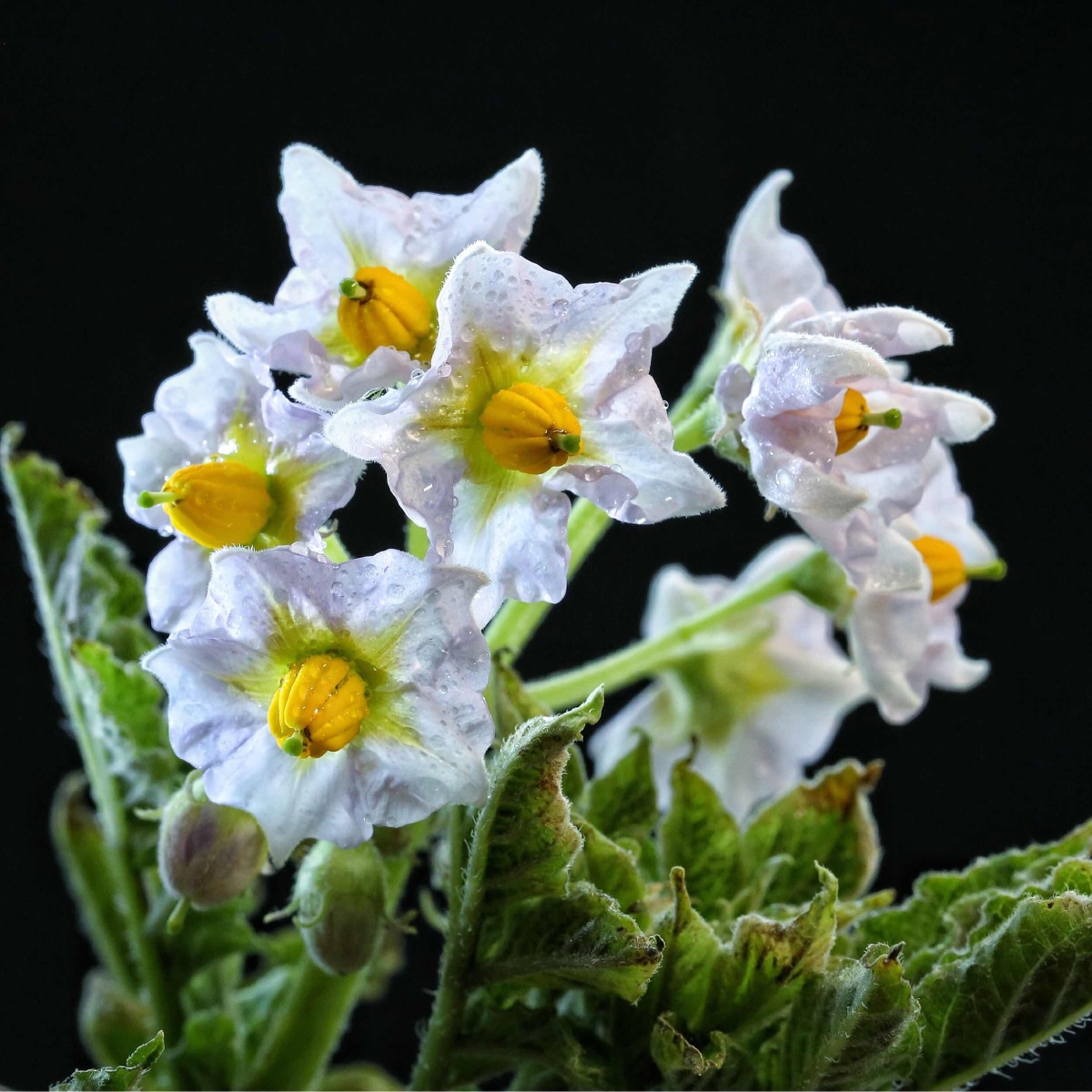 洋芋开花赛牡丹