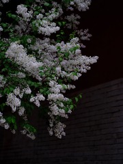 7855D61C-C7B2-4A0B-AA3B-27B548786EC2/L0/001