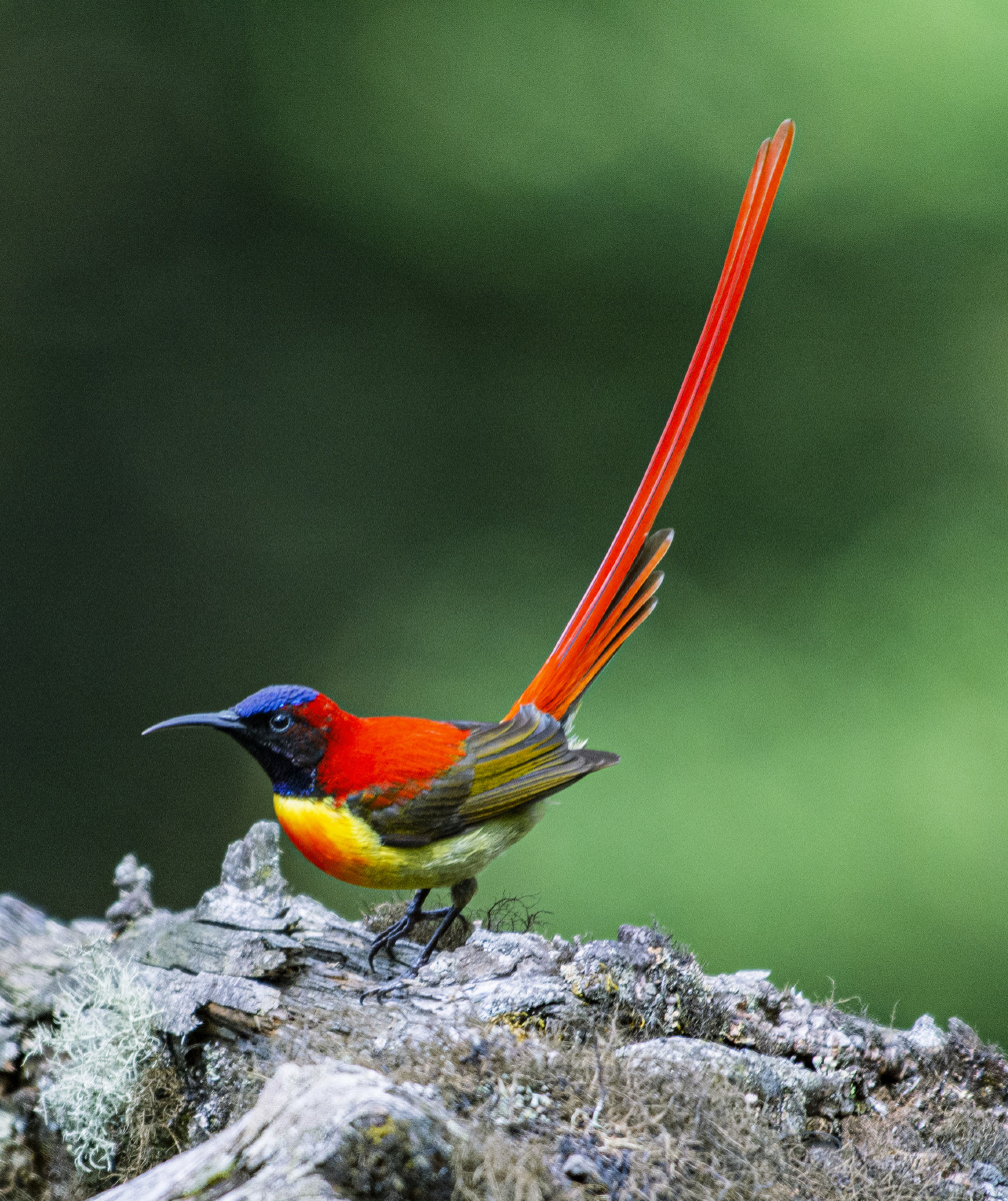 火尾太阳鸟 - 池中一滴水 - 图虫
