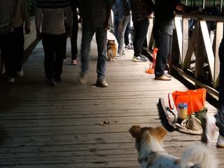 于都桥狗