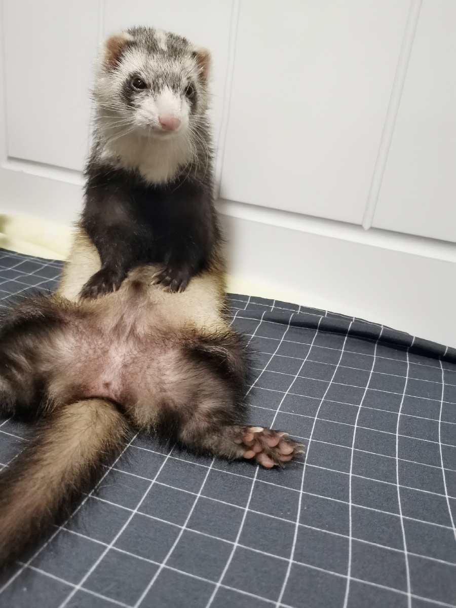 生活不易貂貂叹气02我的小傻貂还有养貂群里的貂貂们06