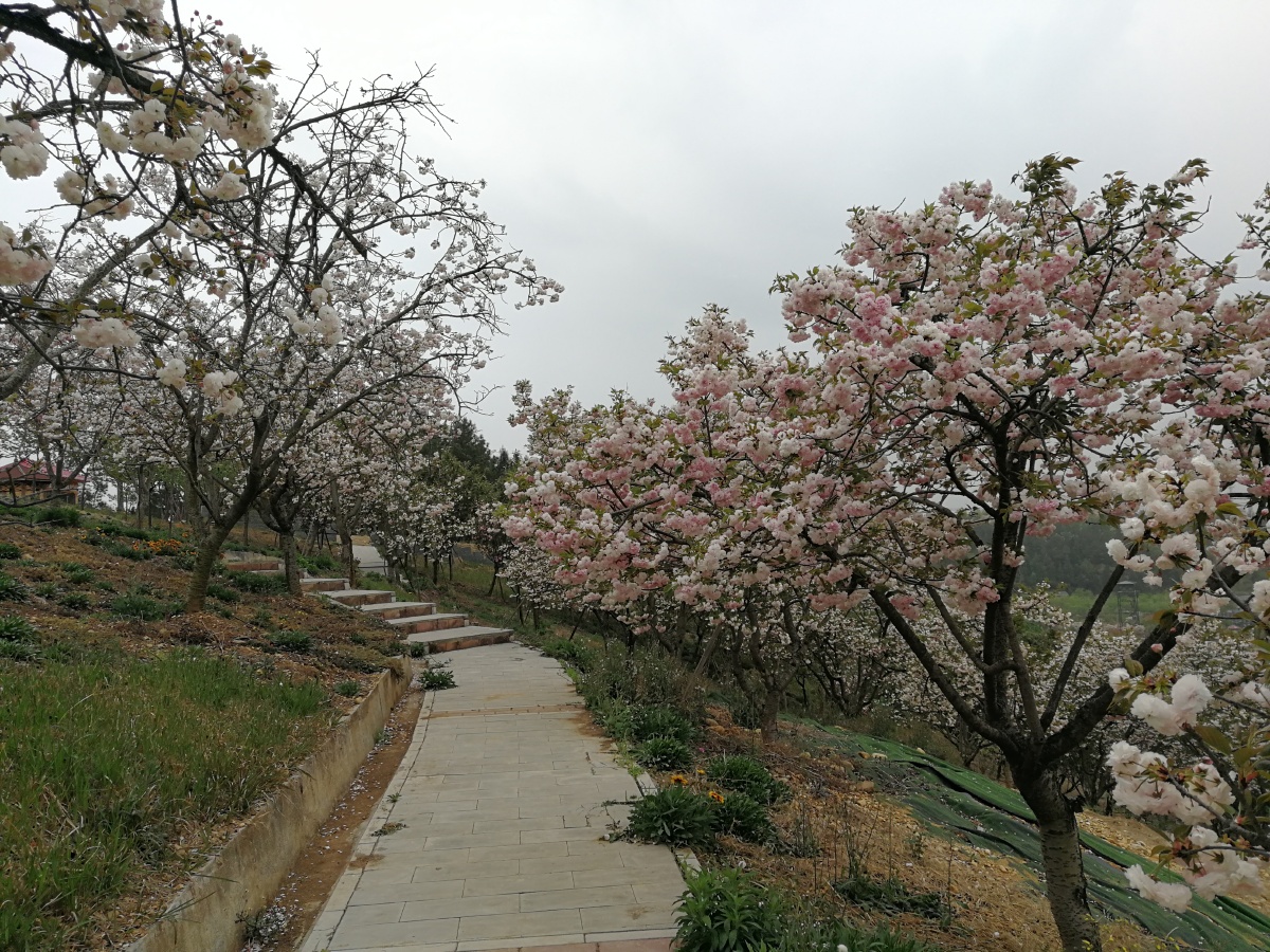 你是彩云落人间,你是四月的诗篇.--------绵阳市三台县芦溪镇樱花谷