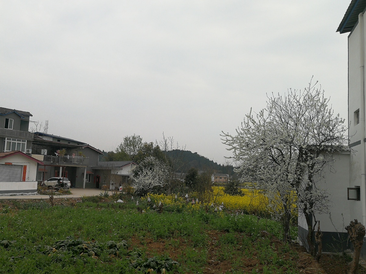 油菜花开杨家镇绵阳市涪城区