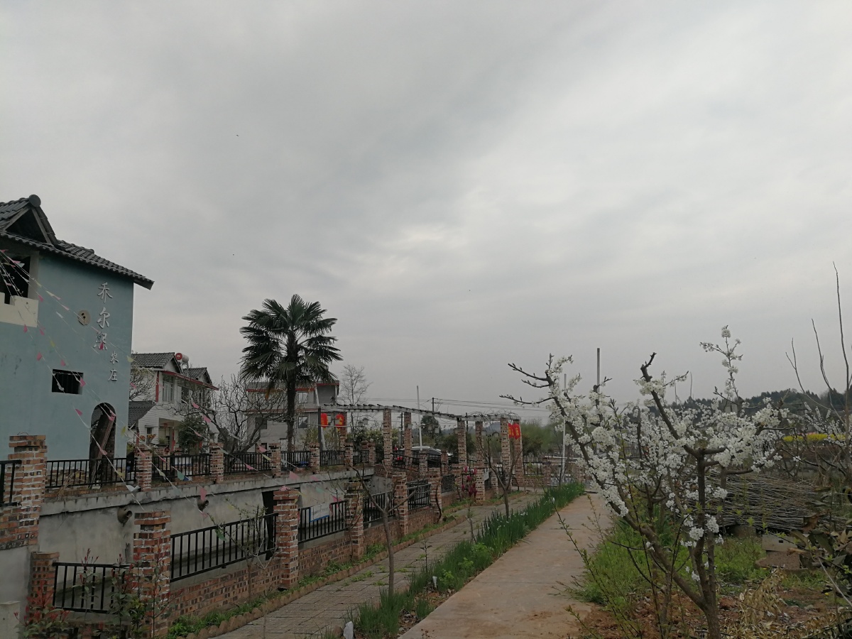 油菜花开杨家镇绵阳市涪城区