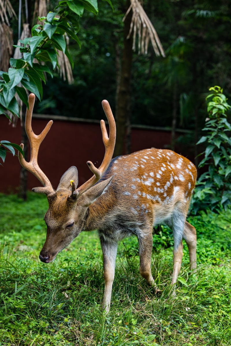 明孝陵也开园了,来看看梅花鹿 - 魏海燕 - 图虫