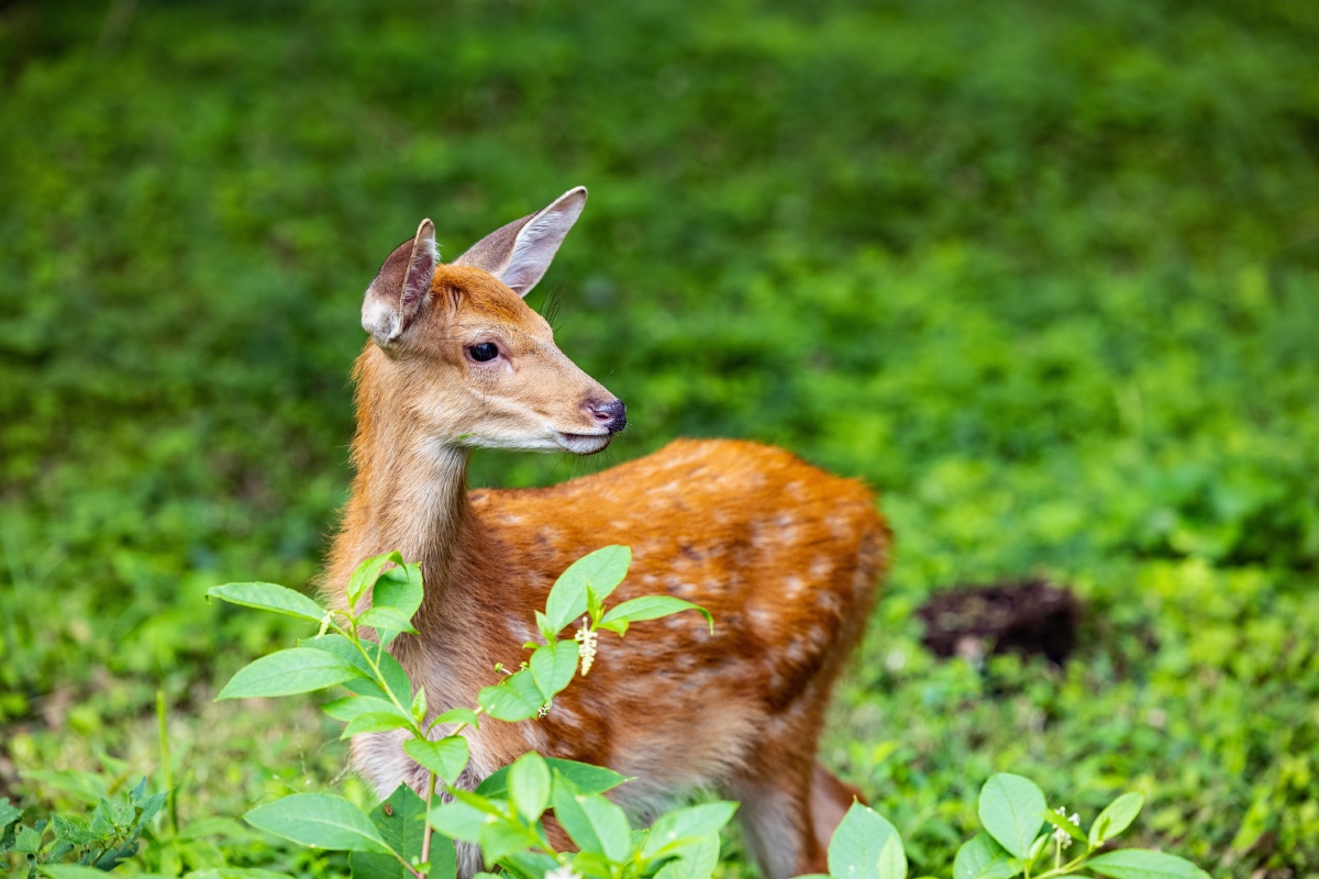 明孝陵也开园了,来看看梅花鹿 - 魏海燕 - 图虫