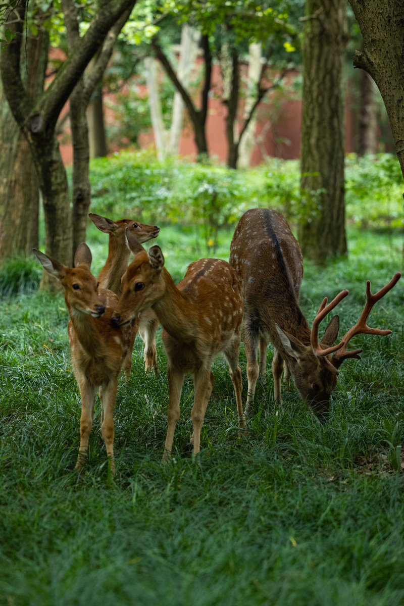 明孝陵也开园了,来看看梅花鹿 - 魏海燕 - 图虫