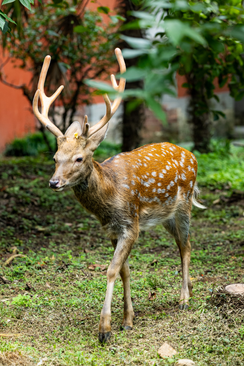 明孝陵也开园了,来看看梅花鹿 - 魏海燕 - 图虫