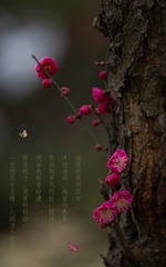 13049DAC-A410-41F6-9557-6A2215053ED9/L0/001