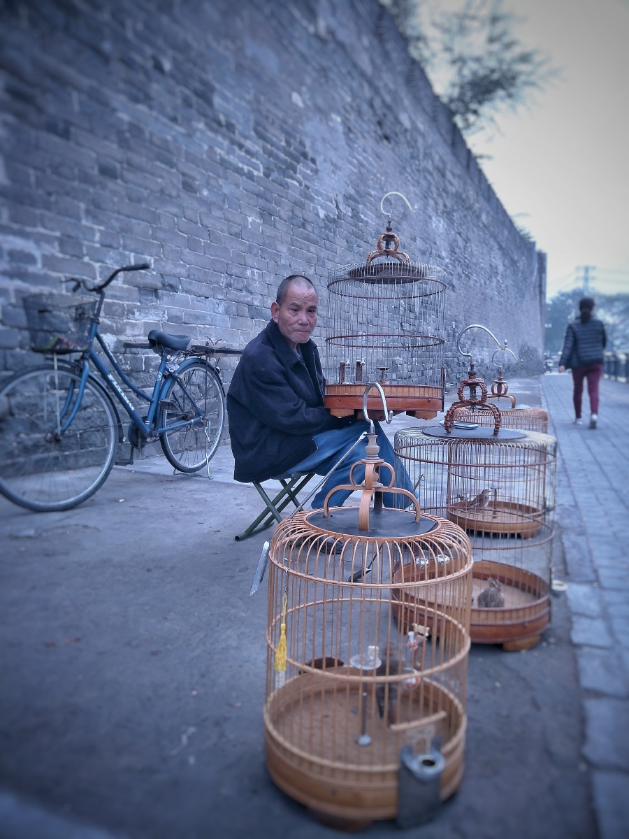 古城养鸟人