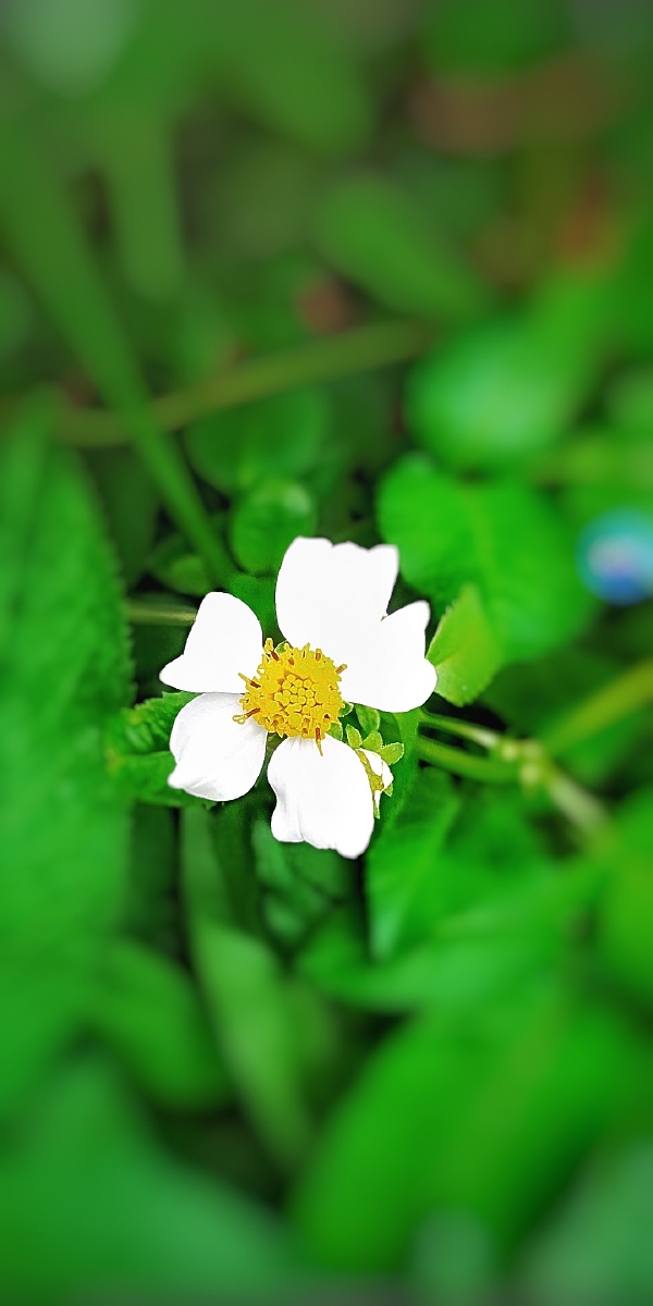 一朵小白花矗立于绿叶中间有点孤单但又独立