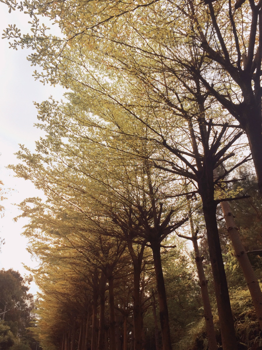 阳春三月的雨伞树