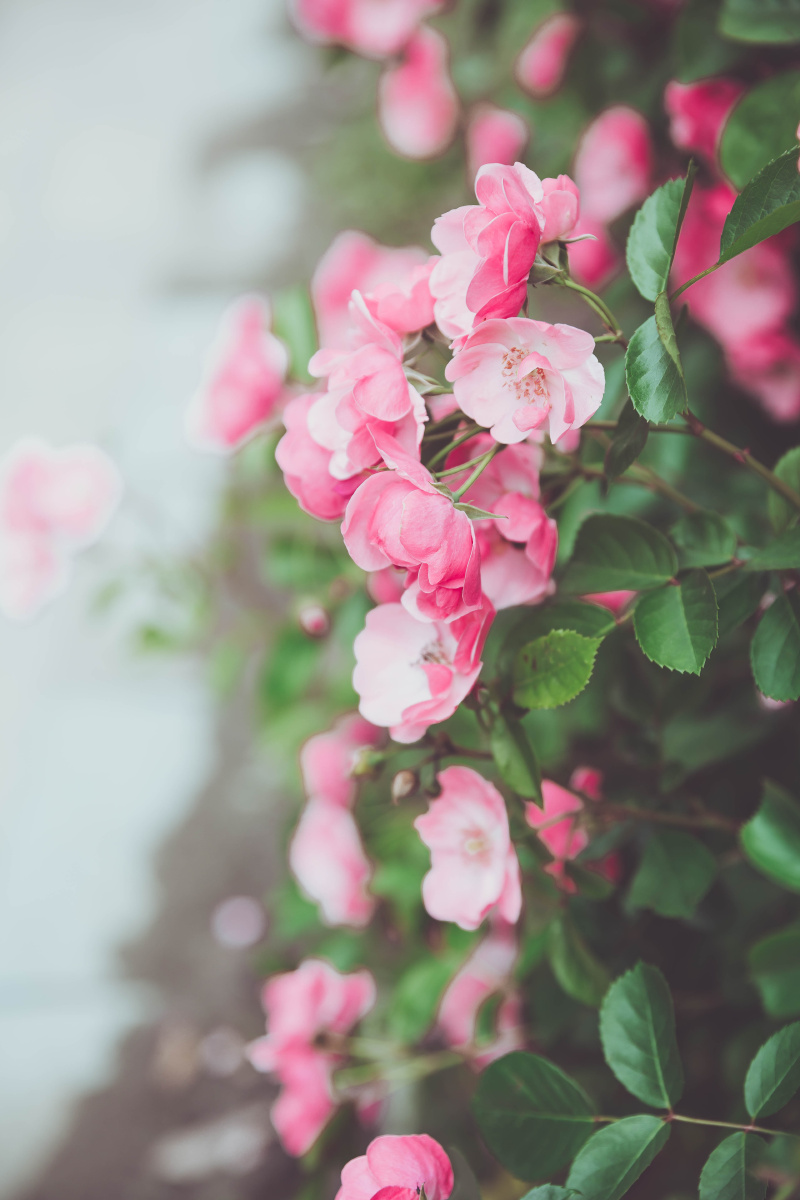 五月超美的蔷薇花