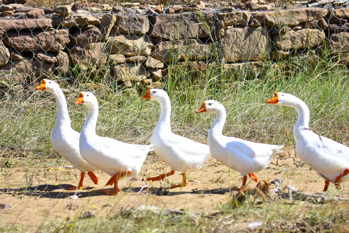 葫芦河畔五只鹅