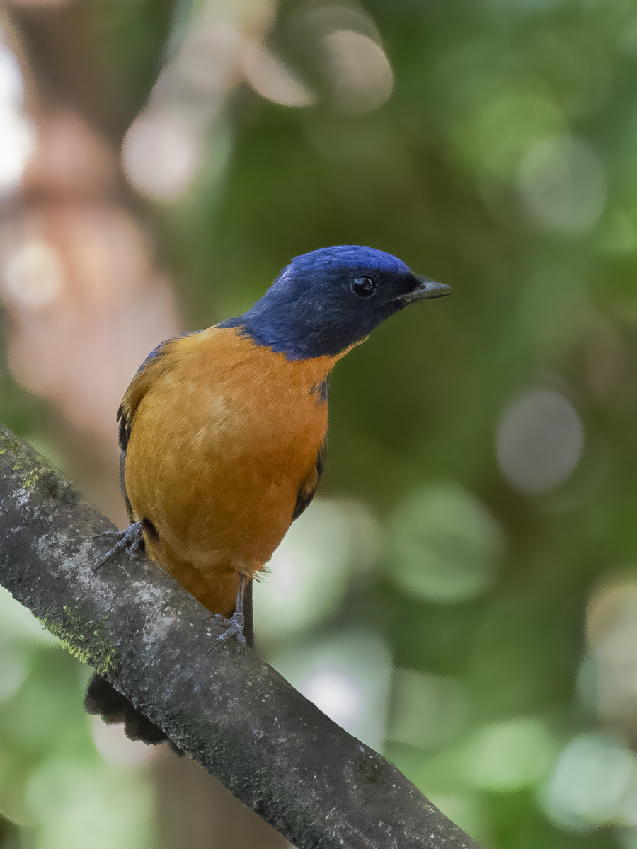 野生动物鸟类鸣禽1/166引擎追光2021年1月5日938关注橙腹蓝仙翁在