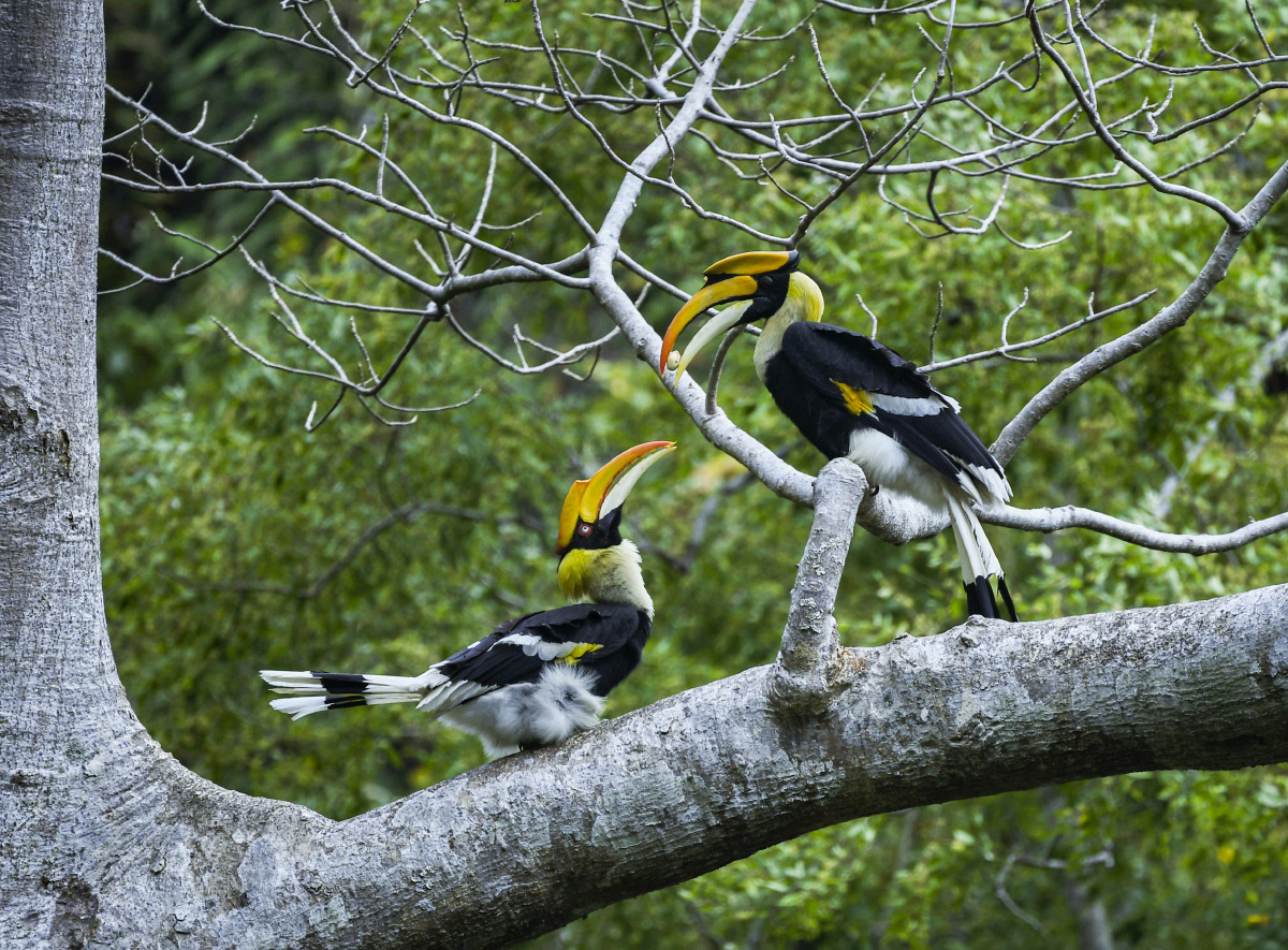 双角犀鸟 犀鸟是一种奇特而珍贵的鸟类,是热带雨林中的精灵.