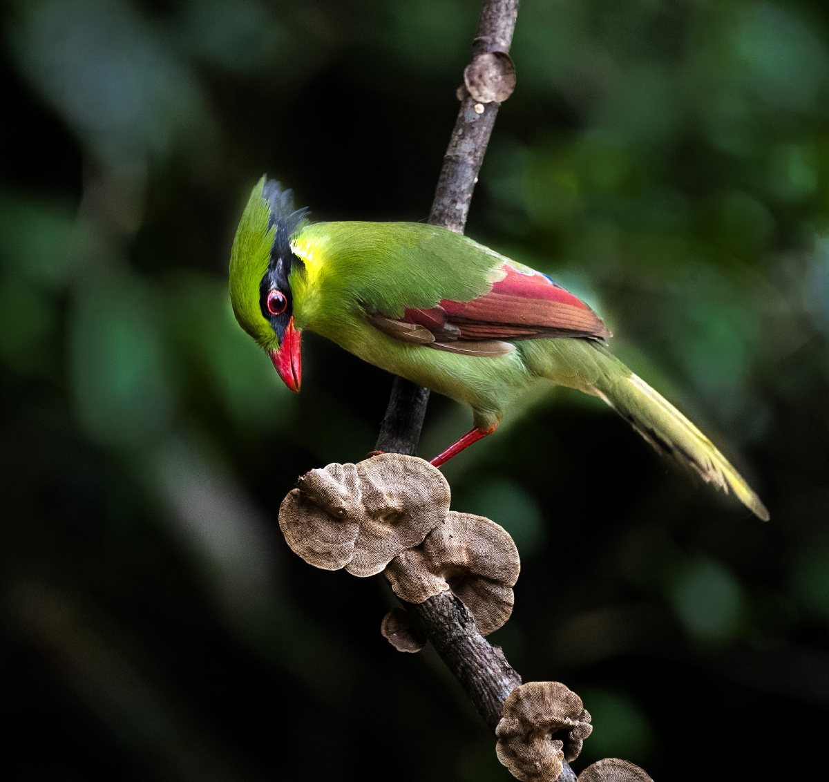 印支绿鹊 是鸦科绿鹊属的一种,栖息地包括亚热带地林和亚热带或热带的