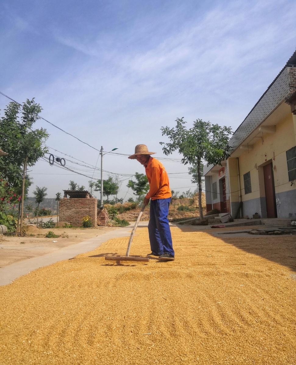《2020当下六月》2020年6月农忙时节村头人文记录,让身边美景事物留下