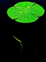 IMG_3253 - 
