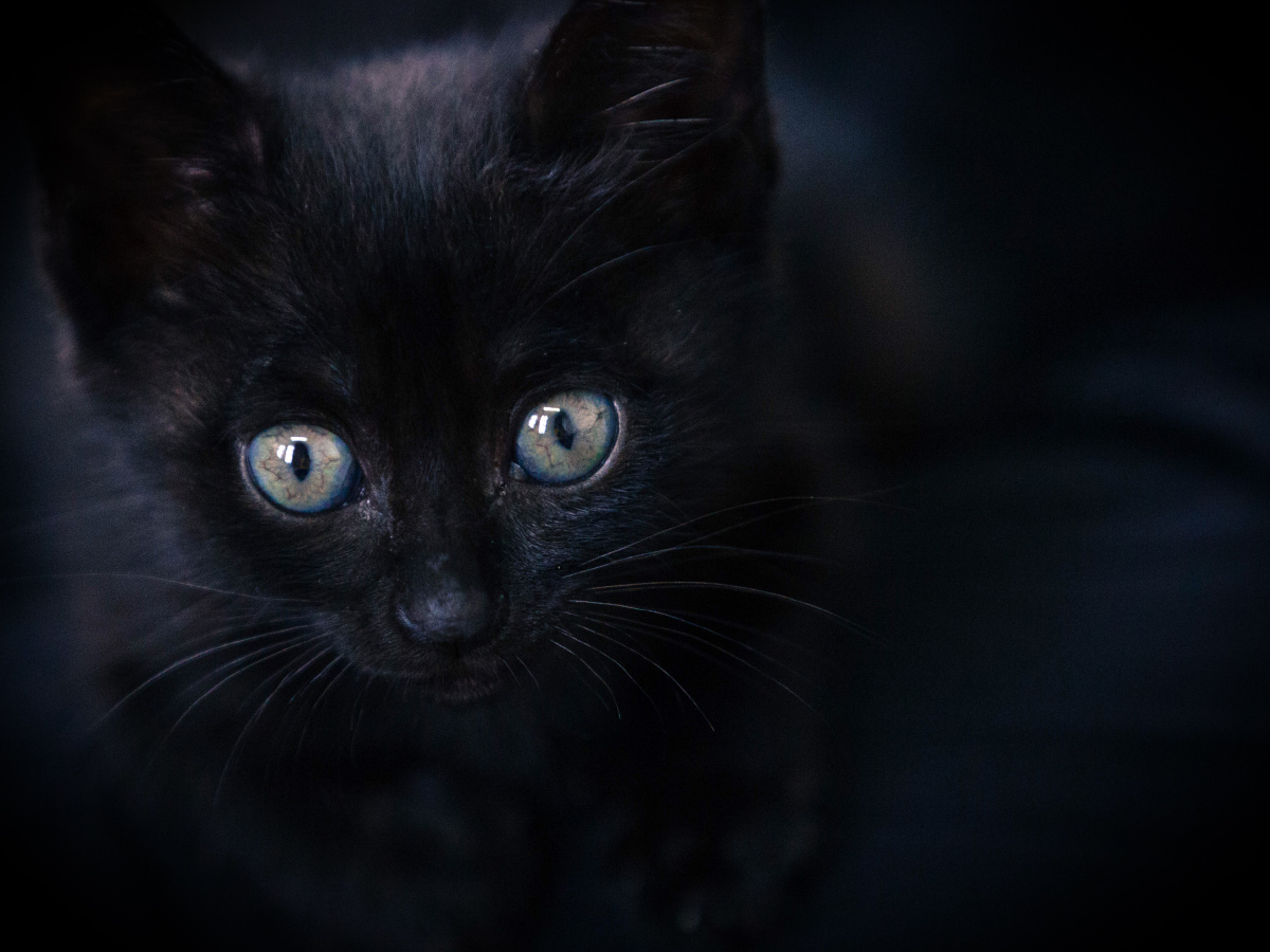 黑夜给了她黑色的毛发