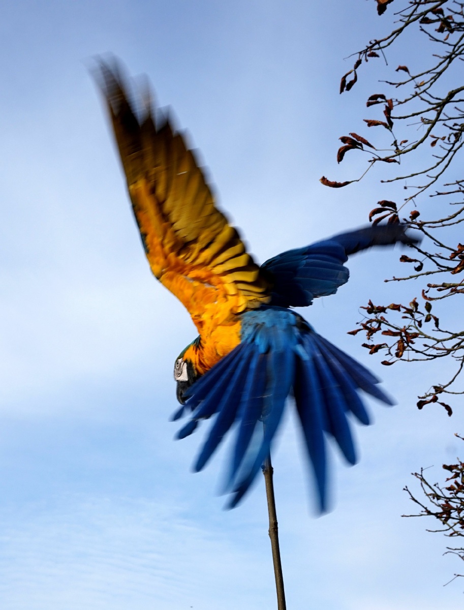 鹦鹉戏树 - 史默行走英国 - 图虫