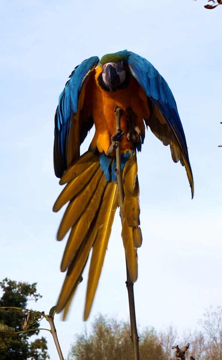 鹦鹉戏树 - 史默行走英国 - 图虫