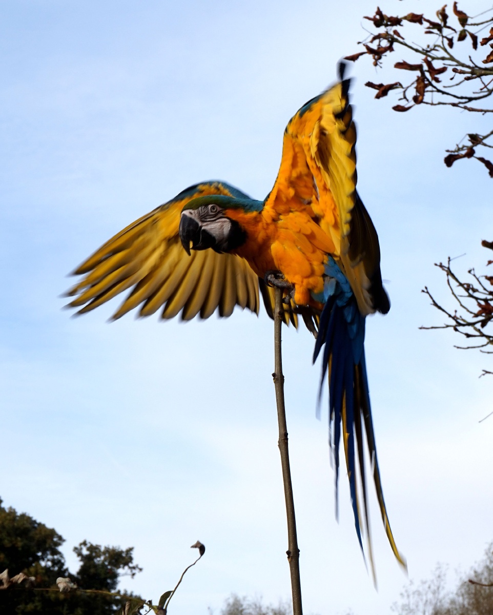 鹦鹉戏树 - 史默行走英国 - 图虫