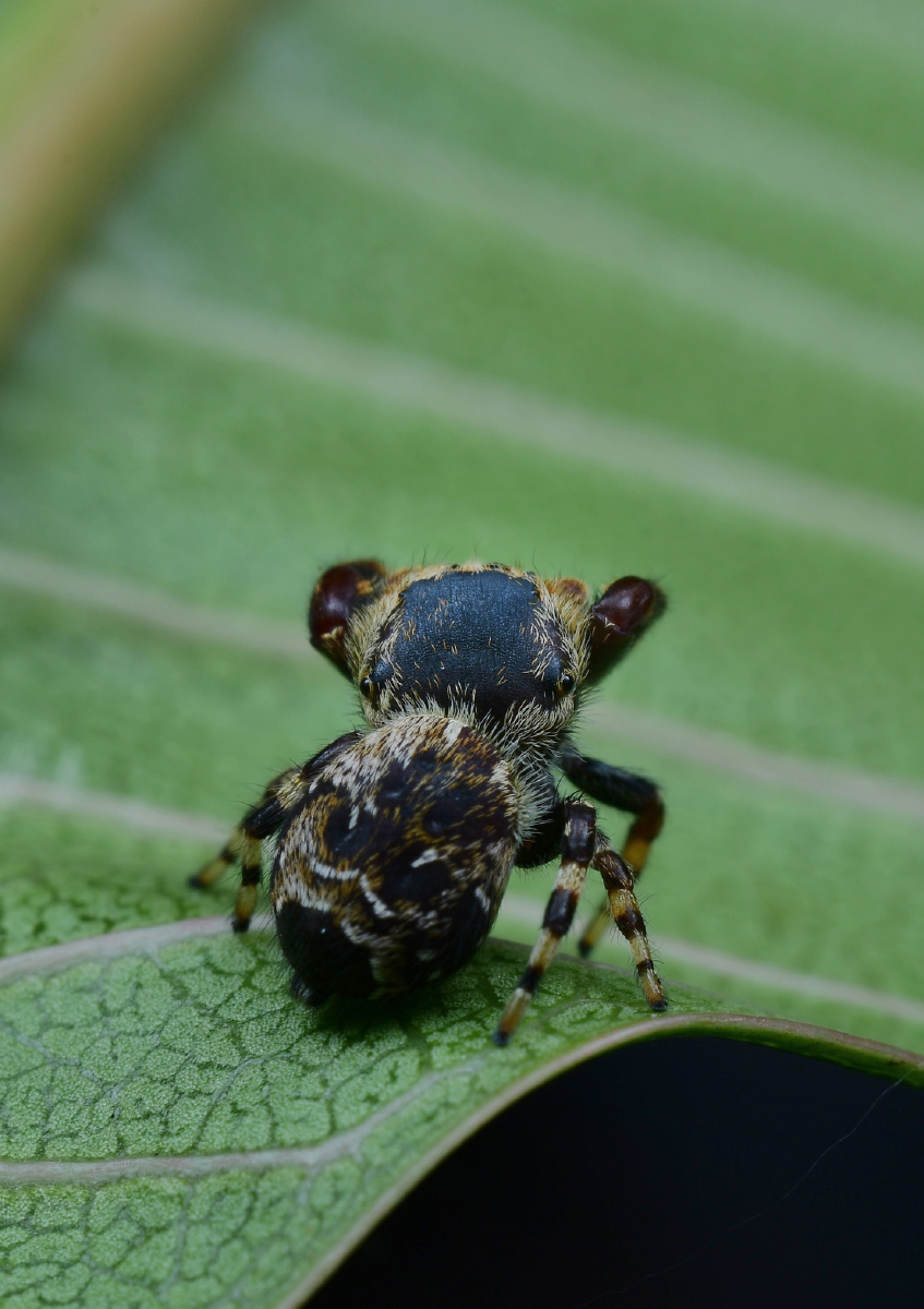 丹尼尔宽胸 跳蛛 - anko田 - 图虫