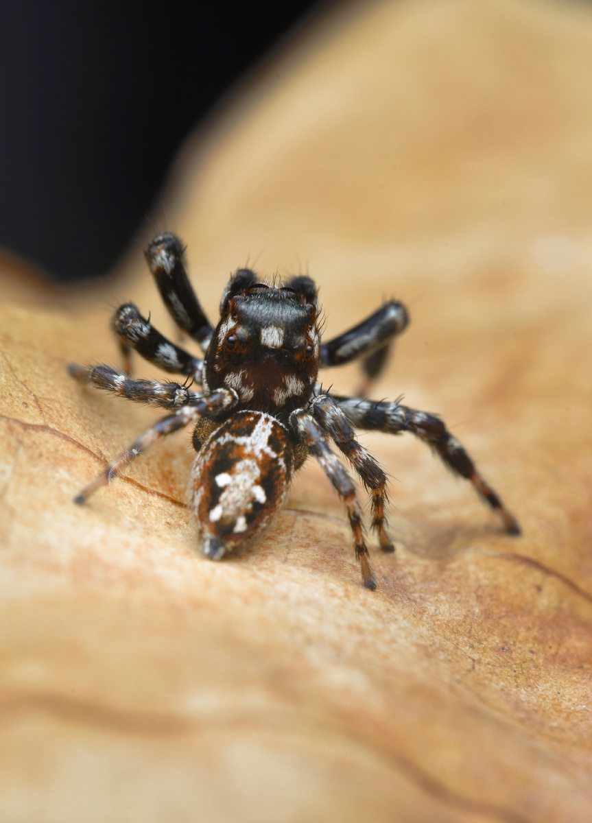 39缅蛛中大型跳蛛活泼爱动