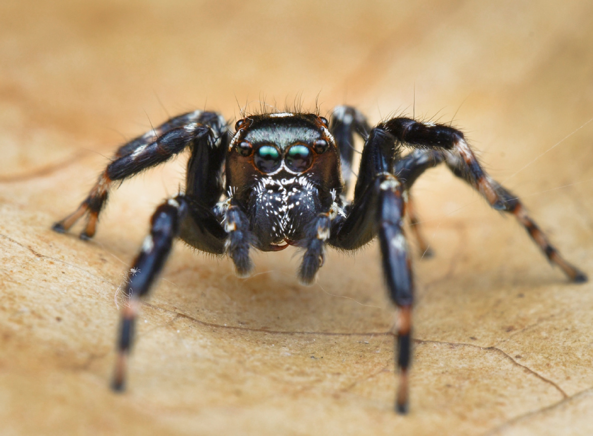 39缅蛛中大型跳蛛活泼爱动