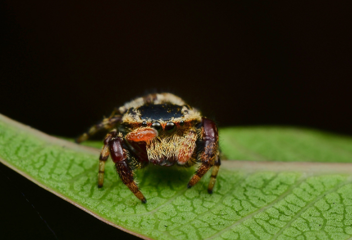 丹尼尔宽胸 跳蛛 - anko田 - 图虫