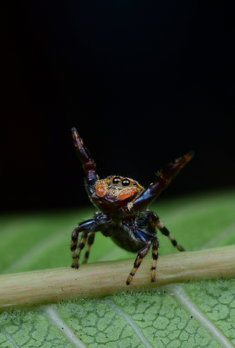 丹尼尔宽胸 跳蛛 - anko田 - 图虫